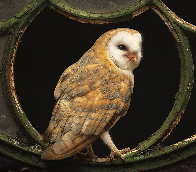 kerkuil in het raam. A.jpg